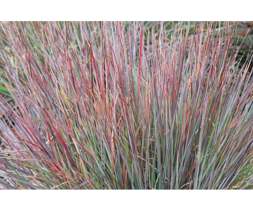 Blue Heaven Little Bluestem